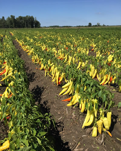 Pepper Field